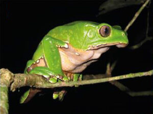 Casos de exposición a RANA KAMBÓ (Phyllomedusa Bicolor) – CITUC ...